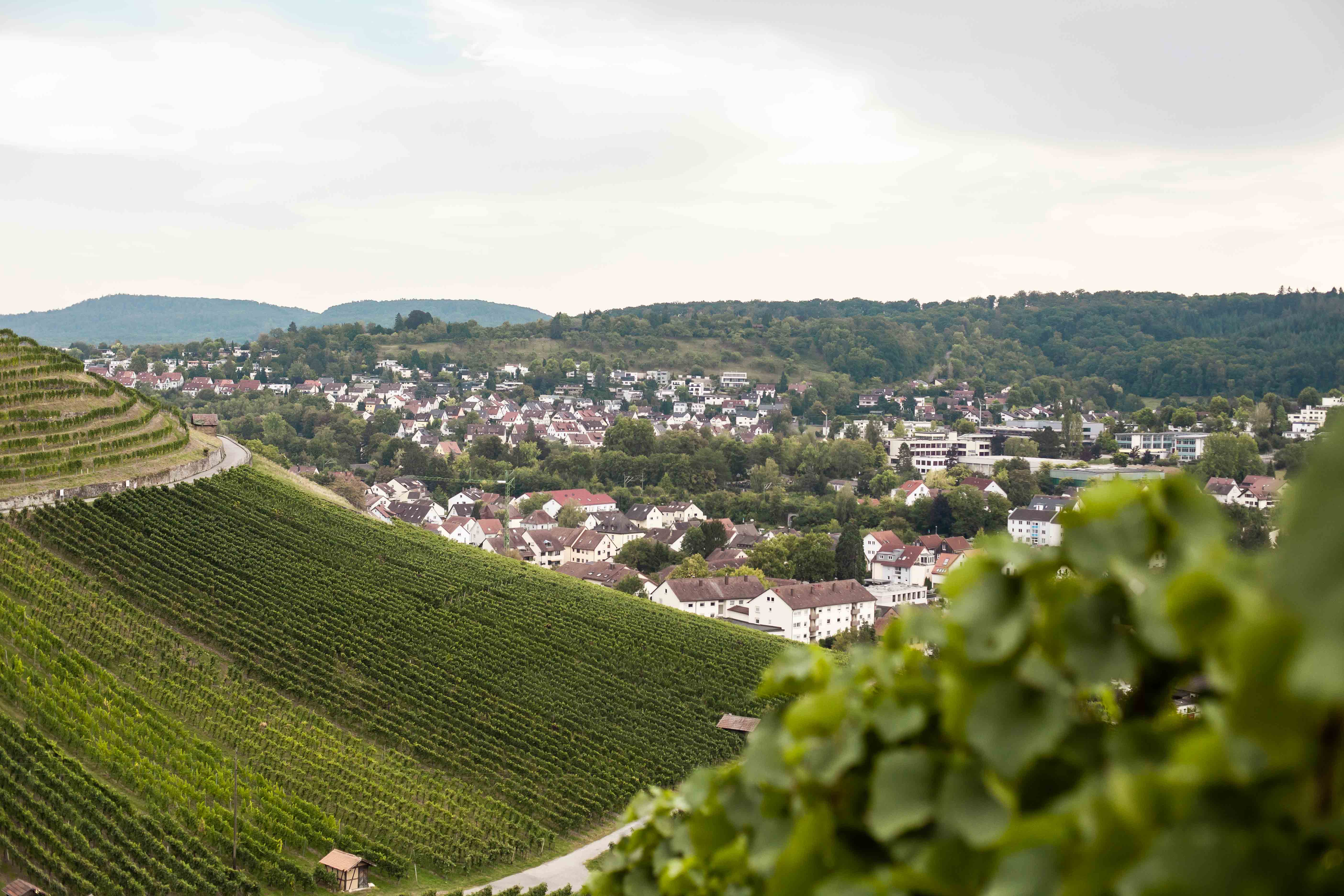 Blick auf Weinsberg aus dem Weinberg